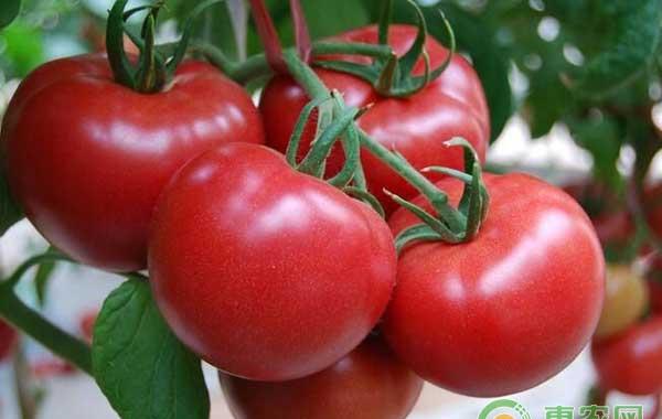 番茄常见病虫害有哪些？如何防治番茄常见病虫害？