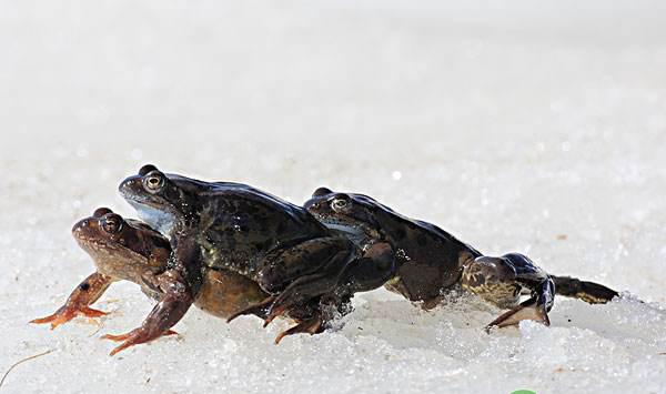 林蛙如何度过冬眠的