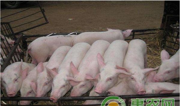 仔猪有哪些常见疾病？仔猪常见疾病的防治