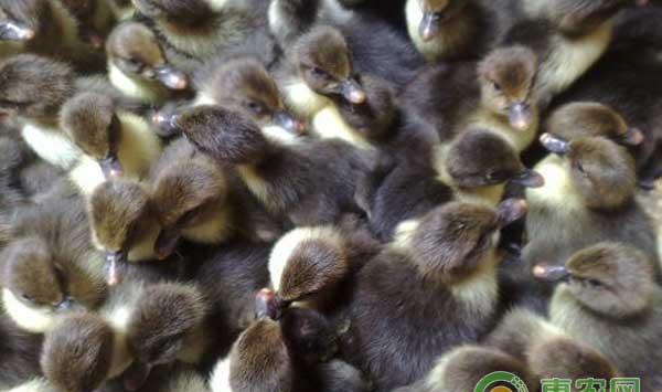 雏番鸭细小病毒病症状及其防治措施