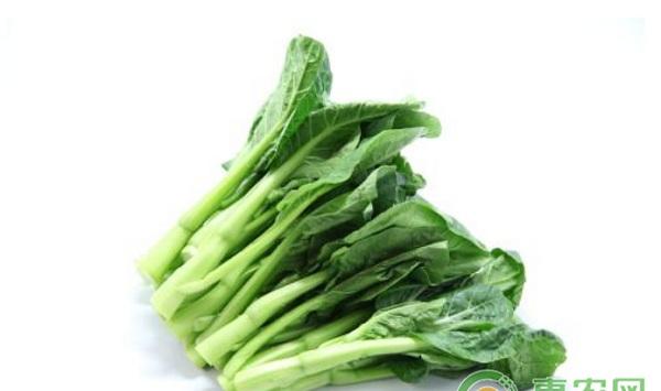 蔬菜有哪些常见病害？蔬菜常见病害的识别及其用药方法