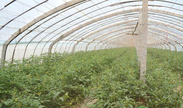 大棚西红柿种植技巧