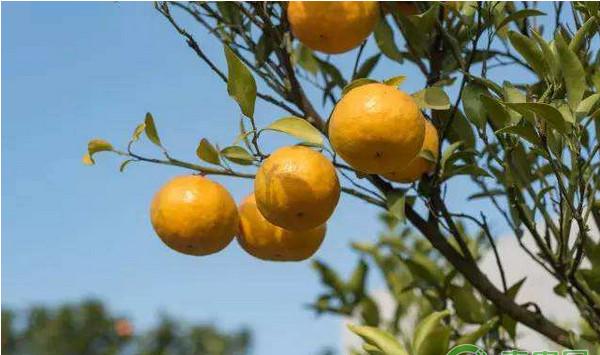 柑橘转色期的关键管理技术要点