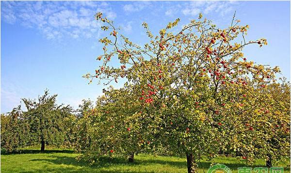 红富士苹果怎么上色？红富士苹果着色栽培技术