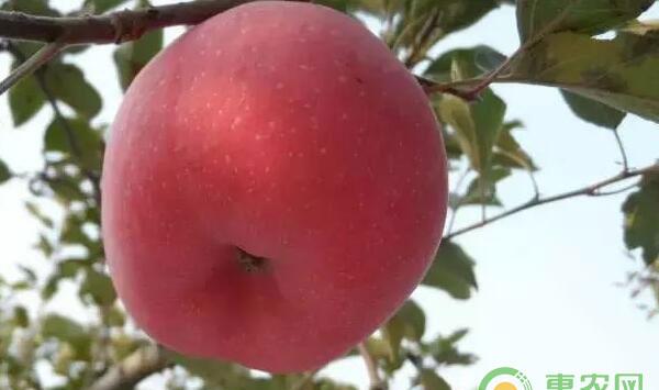 导致苹果花脸的真凶是什么?苹果花脸病防治措施