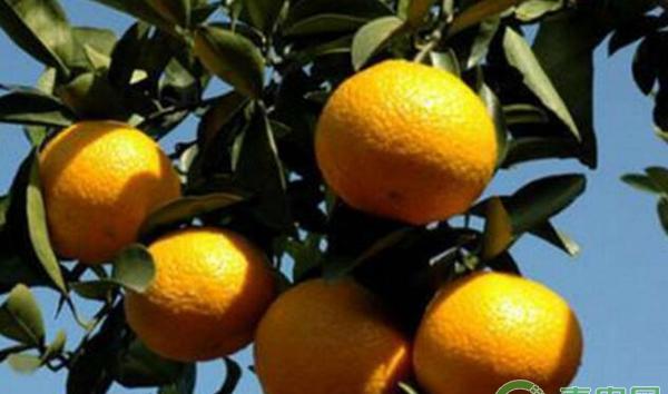 柑橘转色 