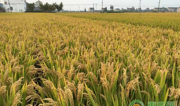 怎么种水稻才能高产？重穗型和中穗型水稻种植技术