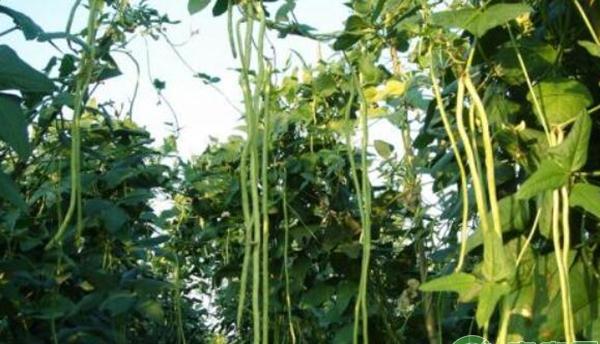 大棚豆角定植后管理