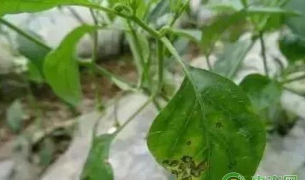 辣椒有哪些常见病害？辣椒常见病害及其防治方法