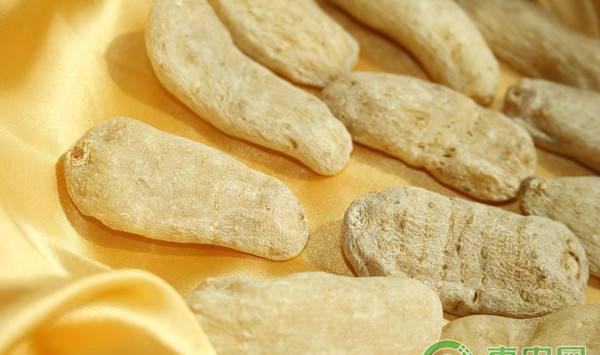 天麻优质高产栽培技术要点介绍