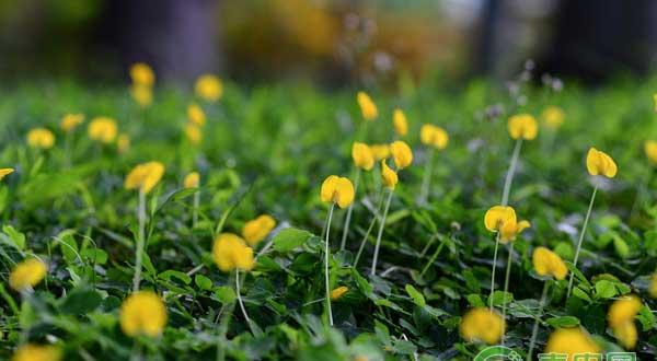 花生出现空壳、秕果的原因及防治方法