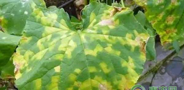 15种保护性杀菌剂的作用及注意事项