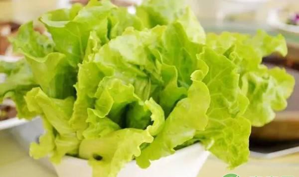 生菜种植方法