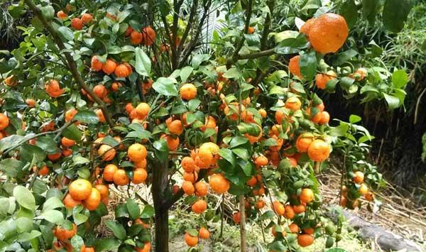 砂糖橘保果措施——抹除夏稍培养秋梢