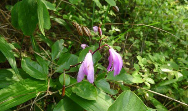 白芨种植田间怎么管理？