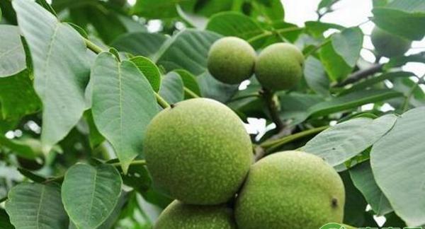 核桃种植方法