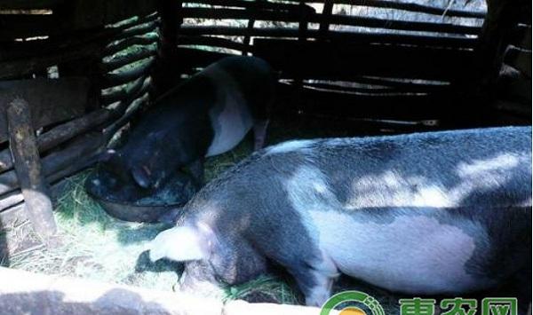 秋天养猪需要注意什么？秋季养猪技术要点介绍