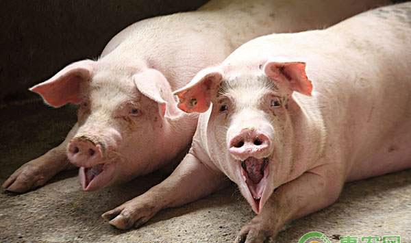 如何科学管理种公猪?种公猪精细化管理措施