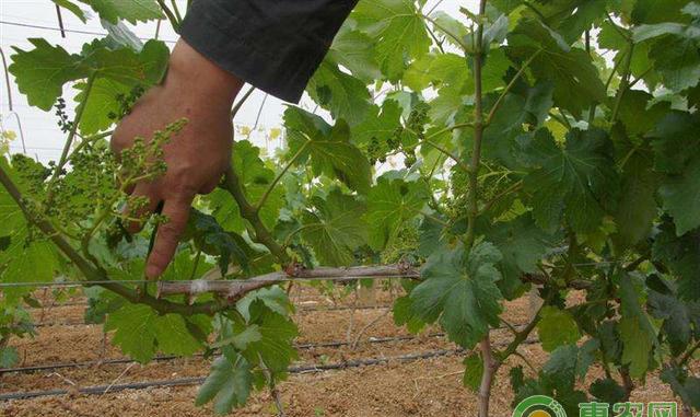 葡萄枝条修剪：1年生枝条修剪方法及注意事项