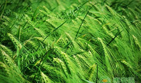 这样防治小麦病虫害节约农药钱