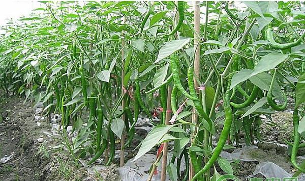 设施蔬菜根结线虫的发生原因及防治措施介绍