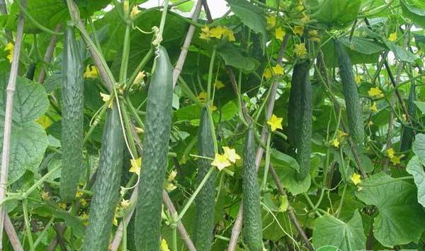 黄瓜种植技巧：黄瓜想高产，技术是关键