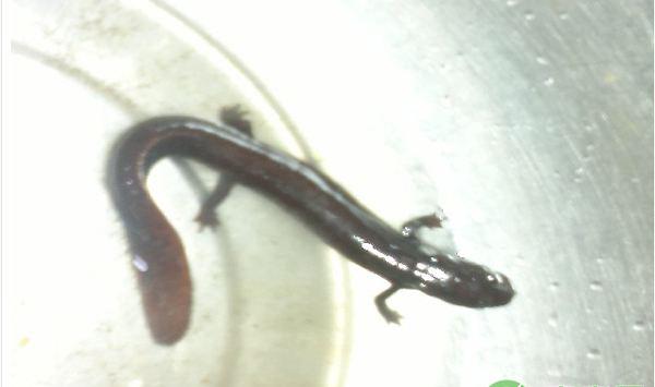 娃娃鱼的生活习性