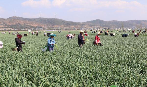 大蒜想要高产，抓好“三水、三肥、两防治”就行了