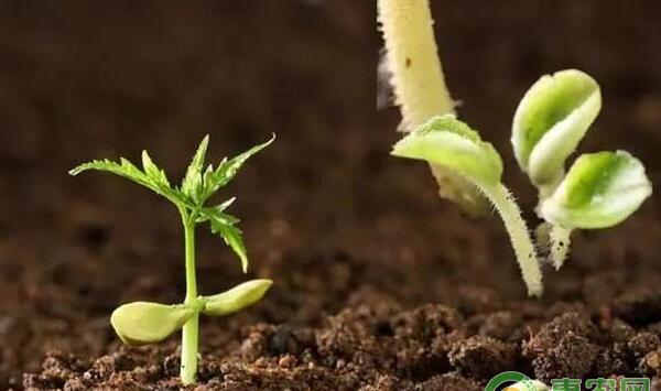 蔬菜种植：微生物菌使用方法及注意事项
