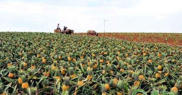 如何调节菠萝的产期？菠萝产期调节栽培技术