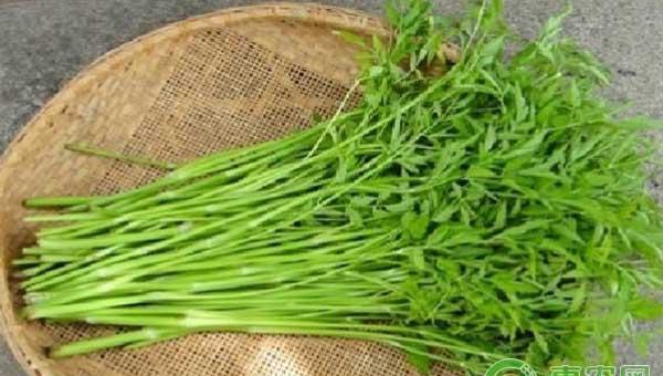 水芹菜叶枯病及防治技术