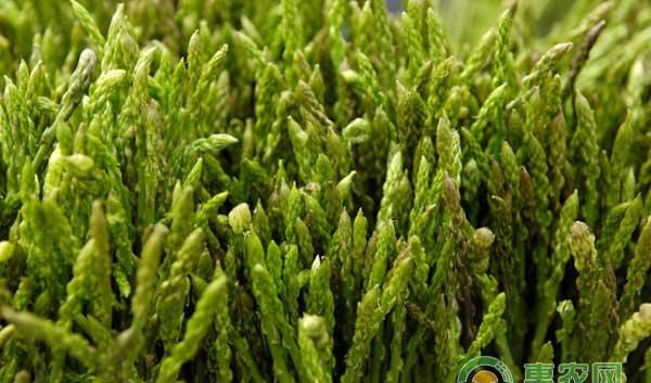 芦笋二次留母茎三次采笋栽培技术