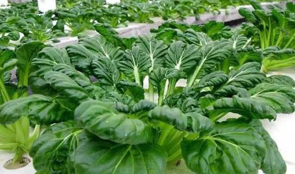 乌塌菜日常养护