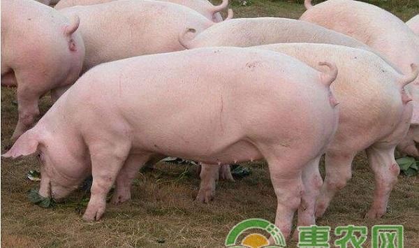 新生仔猪不吃奶怎么回事？新生仔猪不吃奶的原因及治疗方法