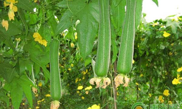 设施丝瓜大茬密植栽培技术