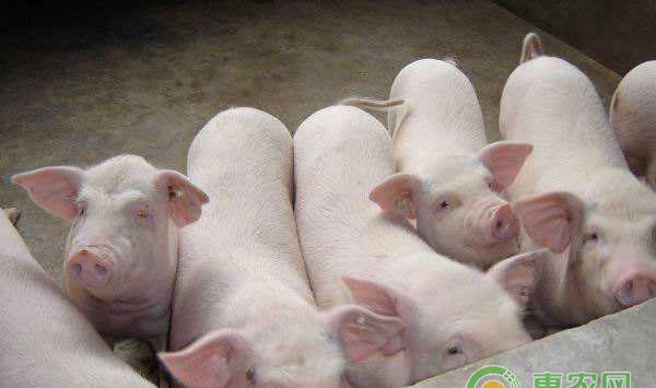 猪5号病高发期，要如何对猪口蹄疫病进行防治?
