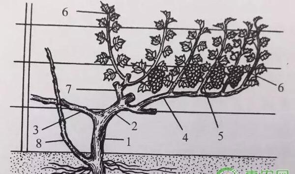 葡萄枝条修剪：1年生枝条修剪方法及注意事项
