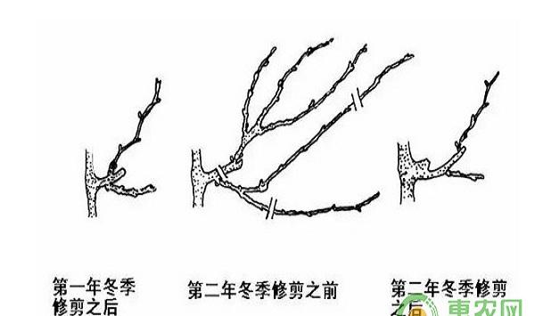 葡萄冬季怎么整形修剪？葡萄冬季修剪技术及施肥要点