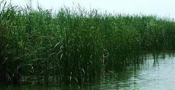 如何在稻田中捕捞虾、蟹和鱼？ 