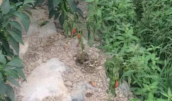 蔬菜青枯病防治