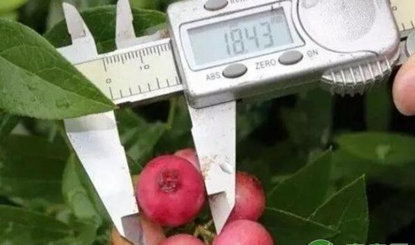 果实直径超过1.8cm