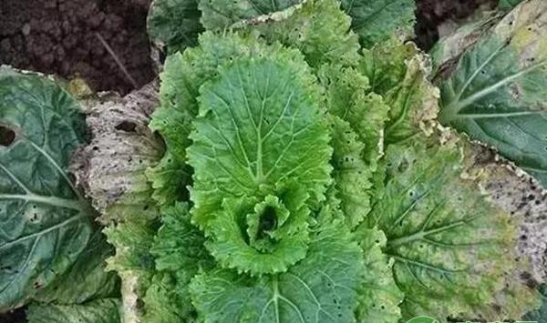 白菜黑斑病 