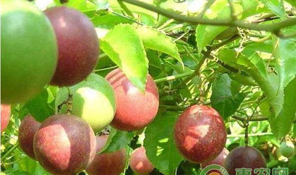 无公害百香果栽培技术要点介绍