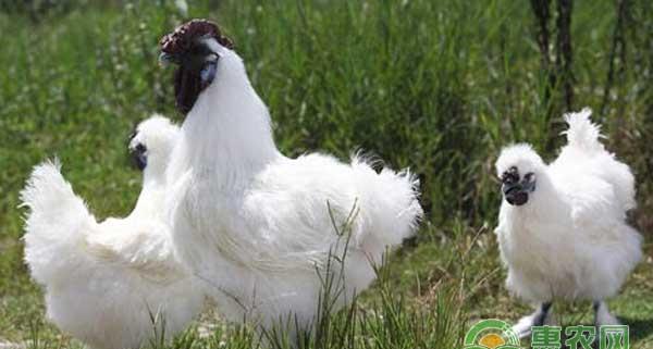 林地或果园生态养殖商品乌鸡技术