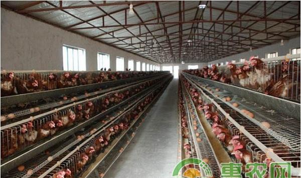 冬季鸡场取暖的方法有哪些？冬季鸡场取暖的正确方法