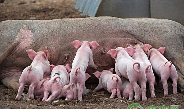 如何护理好弱仔猪？提高仔猪群成活率的关键方法介绍