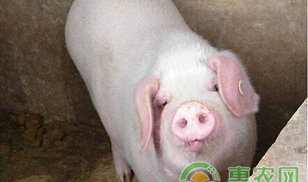 仔猪断奶后不吃食怎么办？如何给仔猪开食？