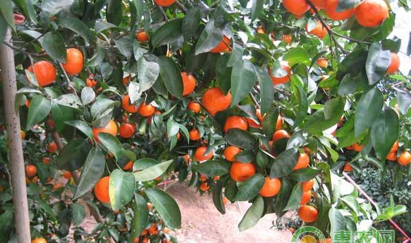 10月份砂糖橘幼树和结果树农事管理要点