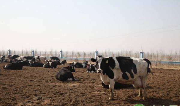 提高犊牛断奶体重的方法