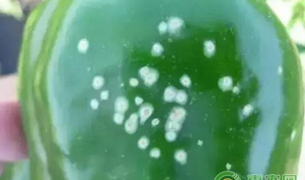 辣椒有哪些常见病害？辣椒常见病害及其防治方法